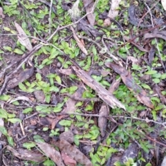 Chiloglottis trapeziformis at Jerrabomberra, NSW - suppressed