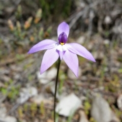 Glossodia major (Wax Lip Orchid) at Karabar, NSW - 24 Sep 2016 by roachie