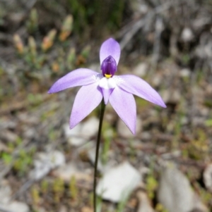 Glossodia major at Karabar, NSW - 24 Sep 2016