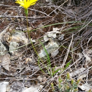 Microseris walteri at Karabar, NSW - 24 Sep 2016 11:59 AM