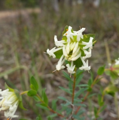 Pimelea linifolia (Slender Rice Flower) at Jerrabomberra, NSW - 24 Sep 2016 by roachie