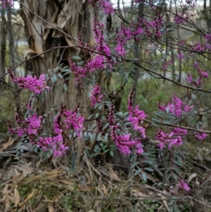 Indigofera australis subsp. australis at Jerrabomberra, NSW - 24 Sep 2016