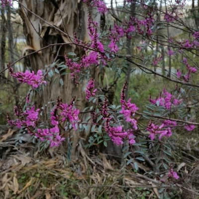 Indigofera australis subsp. australis (Australian Indigo) at Jerrabomberra, NSW - 24 Sep 2016 by roachie