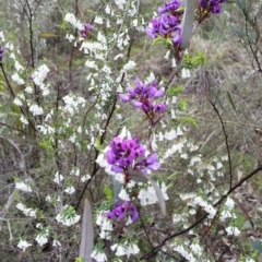 Hardenbergia violacea (False Sarsaparilla) at Jerrabomberra, NSW - 24 Sep 2016 by roachie