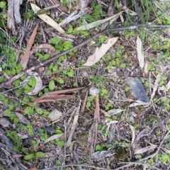 Chiloglottis trapeziformis (Diamond Ant Orchid) at Mount Jerrabomberra QP - 24 Sep 2016 by roachie