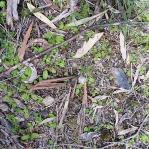 Chiloglottis trapeziformis at Jerrabomberra, NSW - 24 Sep 2016