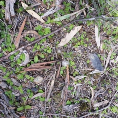 Chiloglottis trapeziformis (Diamond Ant Orchid) at Mount Jerrabomberra QP - 24 Sep 2016 by roachie