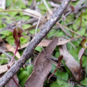 Chiloglottis trapeziformis at Jerrabomberra, NSW - 24 Sep 2016