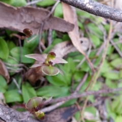 Chiloglottis trapeziformis at Jerrabomberra, NSW - 24 Sep 2016