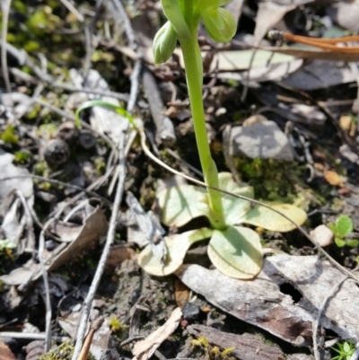 Hymenochilus sp. (A Greenhood Orchid) at Jerrabomberra, NSW - 24 Sep 2016 by roachie