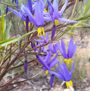 Stypandra glauca at Jerrabomberra, NSW - 24 Sep 2016 01:31 PM