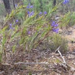 Stypandra glauca at Jerrabomberra, NSW - 24 Sep 2016 01:31 PM