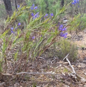 Stypandra glauca at Jerrabomberra, NSW - 24 Sep 2016 01:31 PM