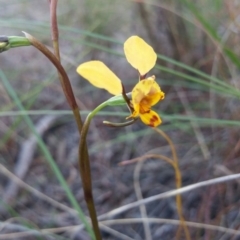 Diuris nigromontana (Black Mountain Leopard Orchid) at Acton, ACT - 26 Sep 2016 by nic.jario