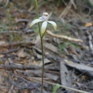 Caladenia ustulata at O'Connor, ACT - suppressed