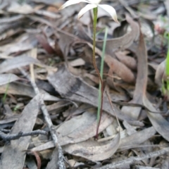 Caladenia ustulata at O'Connor, ACT - suppressed