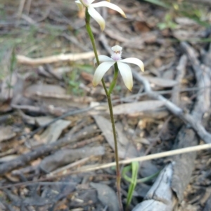 Caladenia ustulata at O'Connor, ACT - suppressed