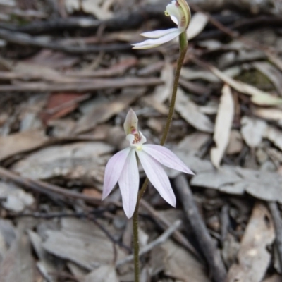 Caladenia carnea (Pink Fingers) at Gungahlin, ACT - 27 Sep 2016 by CedricBear