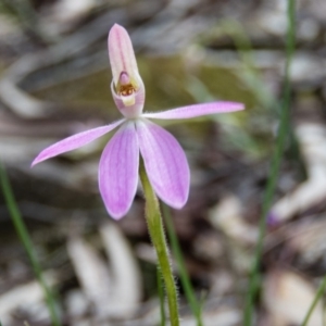 Caladenia carnea at Gungahlin, ACT - 27 Sep 2016