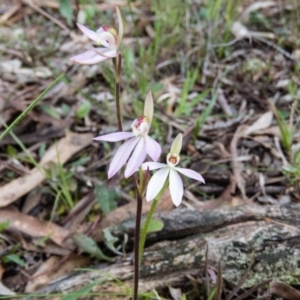 Caladenia carnea at Gungahlin, ACT - suppressed