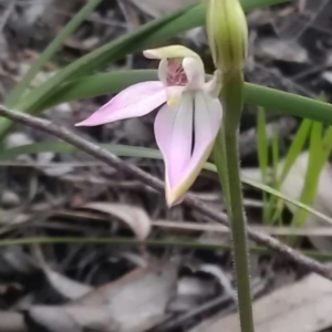 Caladenia carnea at Gungahlin, ACT - suppressed