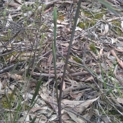 Calochilus sp. (A Beard Orchid) at Gungahlin, ACT - 25 Sep 2016 by DerekC