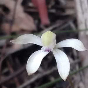 Caladenia ustulata at Gungahlin, ACT - suppressed