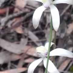 Caladenia ustulata at Gungahlin, ACT - suppressed