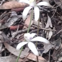 Caladenia ustulata at Gungahlin, ACT - suppressed