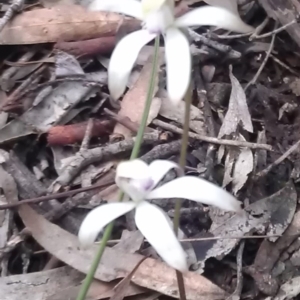 Caladenia ustulata at Gungahlin, ACT - suppressed