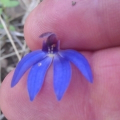 Cyanicula caerulea (Blue Fingers, Blue Fairies) at P11 - 19 Sep 2016 by DerekC