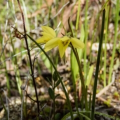 Diuris chryseopsis (Golden Moth) at Gungahlin, ACT - 27 Sep 2016 by CedricBear