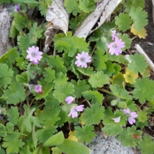 Geranium molle subsp. molle at Isaacs Ridge - 27 Sep 2016 10:20 AM