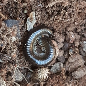 Ommatoiulus moreleti at Jerrabomberra, ACT - 27 Sep 2016 12:21 PM