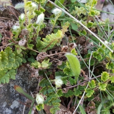 Cheilanthes distans (Bristly Cloak Fern) at Isaacs Ridge - 27 Sep 2016 by Mike