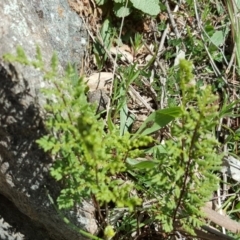 Cheilanthes sieberi (Rock Fern) at Isaacs Ridge - 27 Sep 2016 by Mike