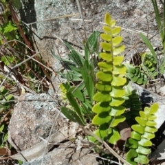 Pellaea calidirupium (Hot Rock Fern) at Isaacs Ridge - 27 Sep 2016 by Mike