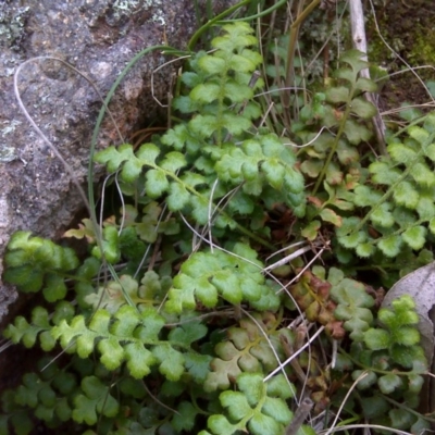 Asplenium subglandulosum (Blanket Fern) at Isaacs Ridge - 27 Sep 2016 by Mike