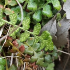 Asplenium subglandulosum at Isaacs Ridge - 27 Sep 2016