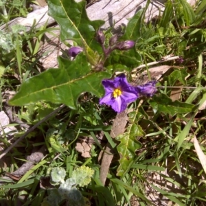 Solanum cinereum at Isaacs Ridge - 27 Sep 2016