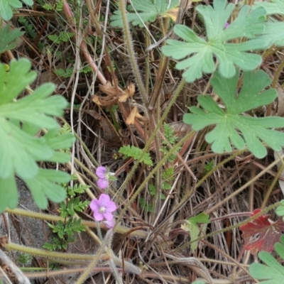 Geranium solanderi (Native Geranium) at Isaacs Ridge - 27 Sep 2016 by Mike