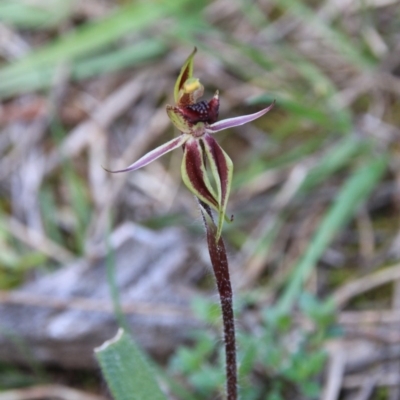 Caladenia actensis (Canberra Spider Orchid) by petersan