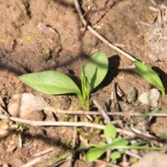 Ophioglossum lusitanicum (Adder's Tongue) at Mount Majura - 27 Sep 2016 by petersan