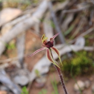 Caladenia actensis at suppressed - 27 Sep 2016