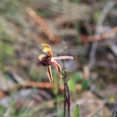 Caladenia actensis (Canberra Spider Orchid) by petersan