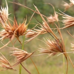 Themeda triandra (Kangaroo Grass) at Kambah, ACT - 18 Feb 2011 by MatthewFrawley