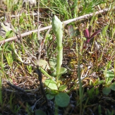 Hymenochilus sp. (A Greenhood Orchid) at Majura, ACT - 28 Sep 2016 by NickWilson