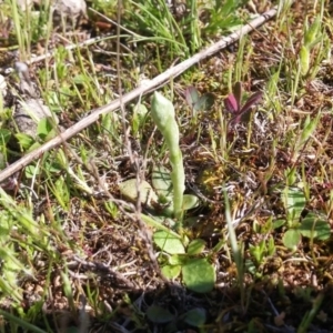 Hymenochilus sp. at Majura, ACT - suppressed