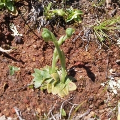 Hymenochilus sp. at Majura, ACT - suppressed