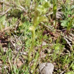 Hymenochilus sp. at Majura, ACT - 28 Sep 2016